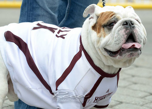 Mississippi Bulldog