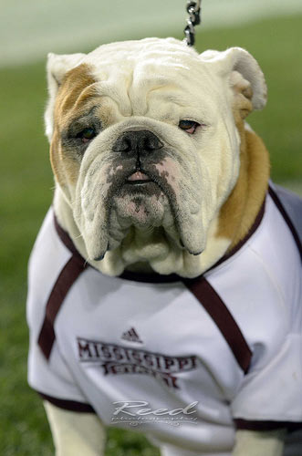 Mississippi Bulldog1