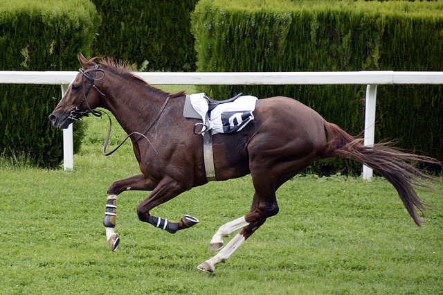 Winterbottom Stakes Race 2020 | Horses, Betting & Form Guide